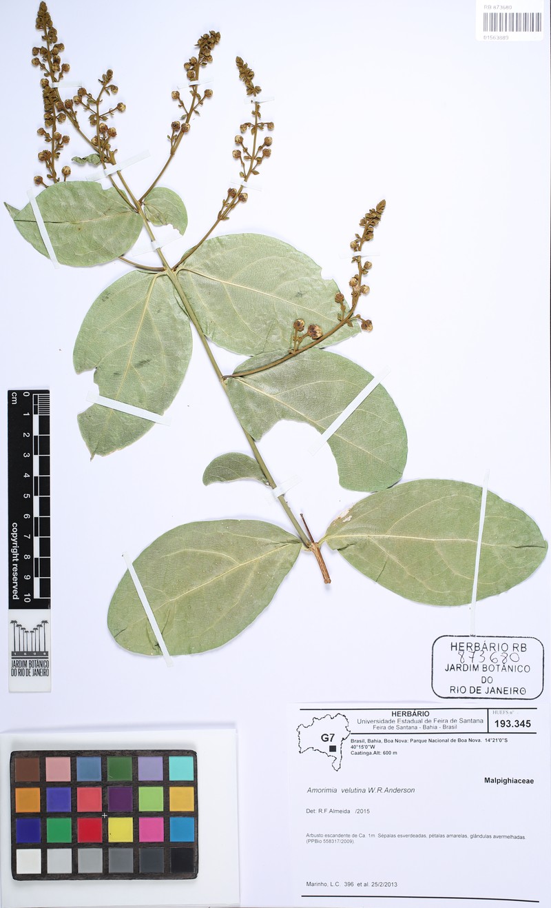 Amorimia velutina photo 3