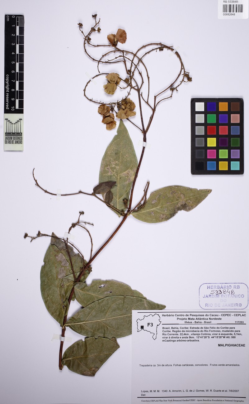 Amorimia velutina photo 4