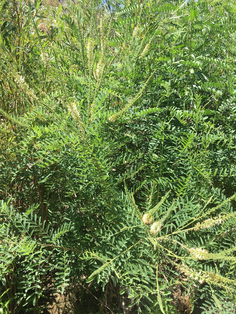 Amorpha apiculata photo 2