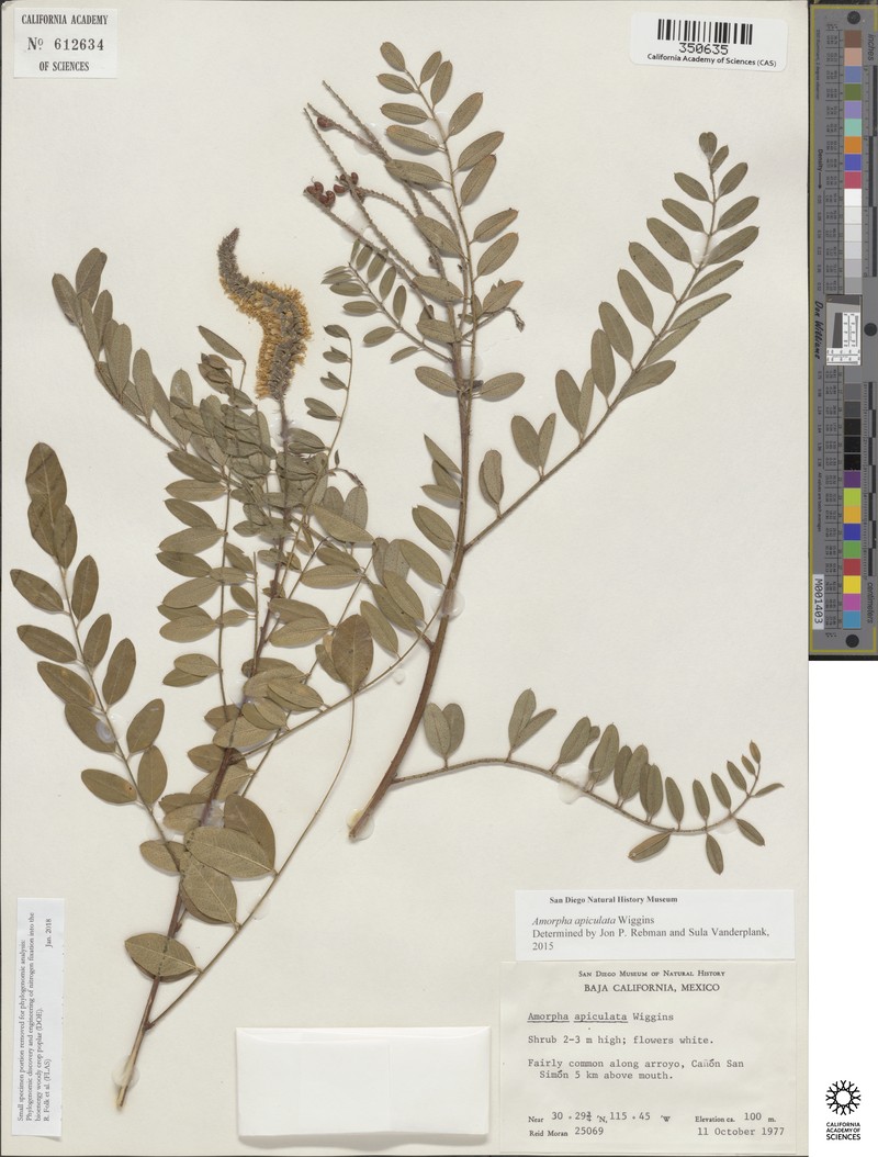 Amorpha apiculata photo 3