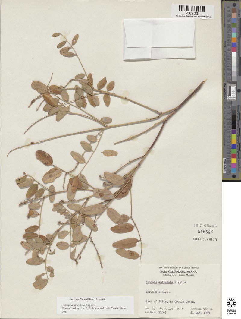 Amorpha apiculata photo 4