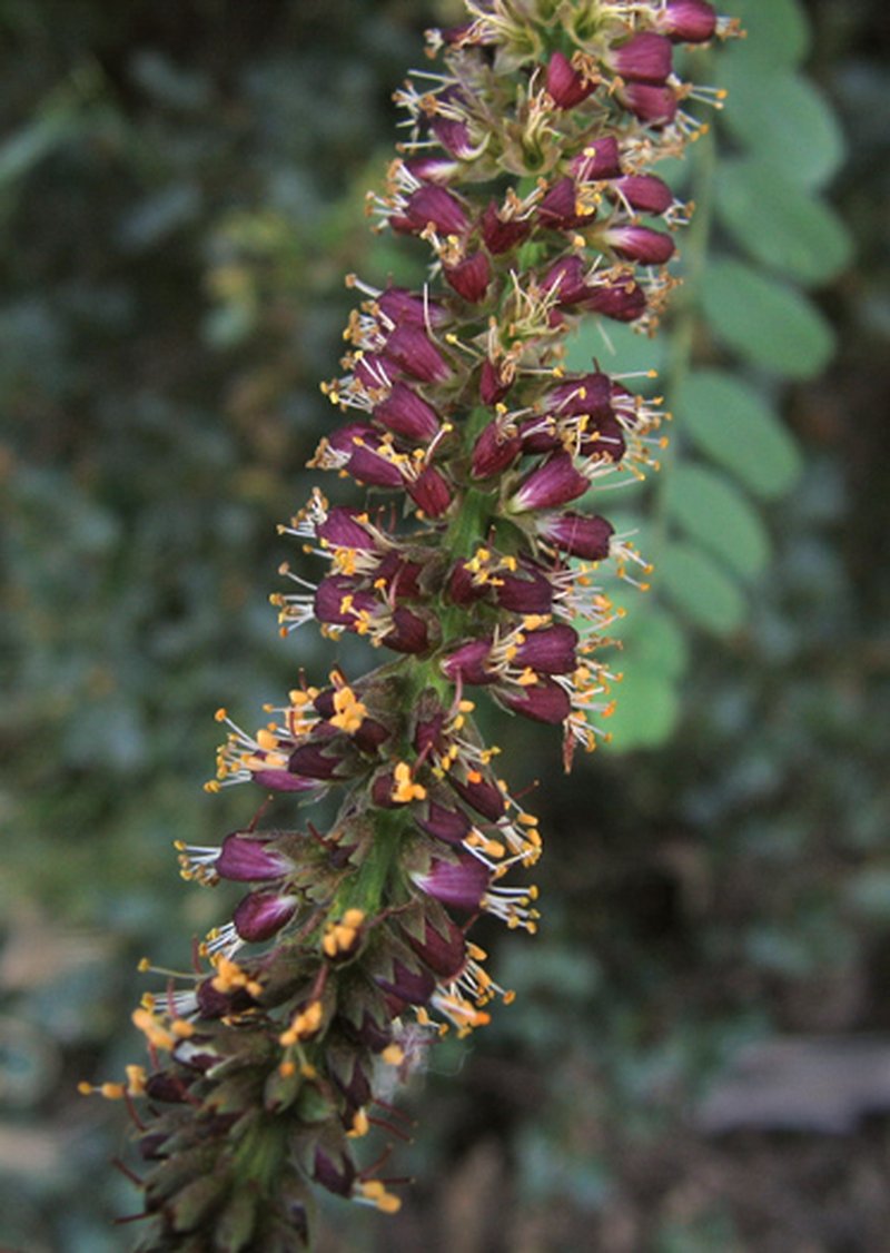 California False Indigo