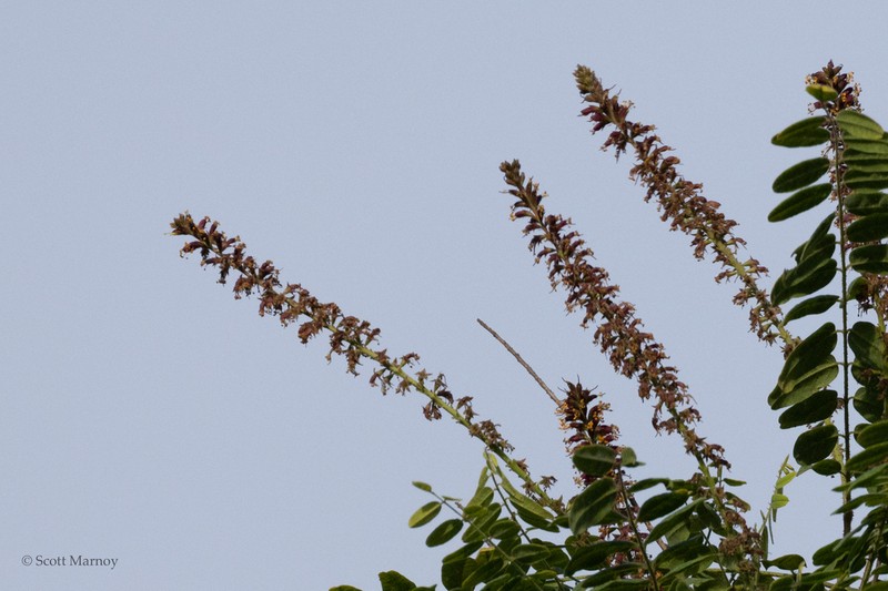California False Indigo photo 3