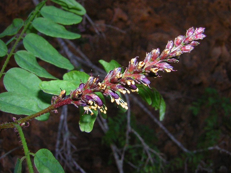 California False Indigo photo 4