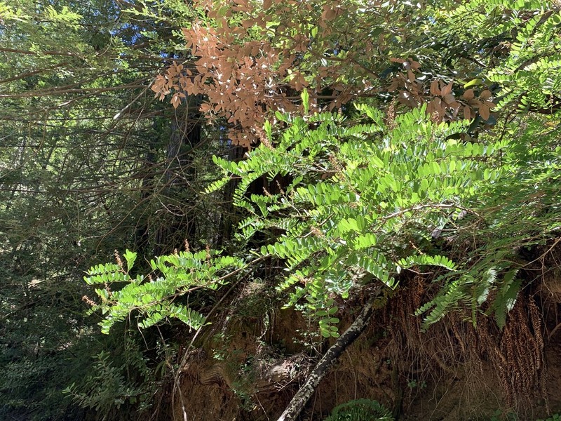 California False Indigo photo 5