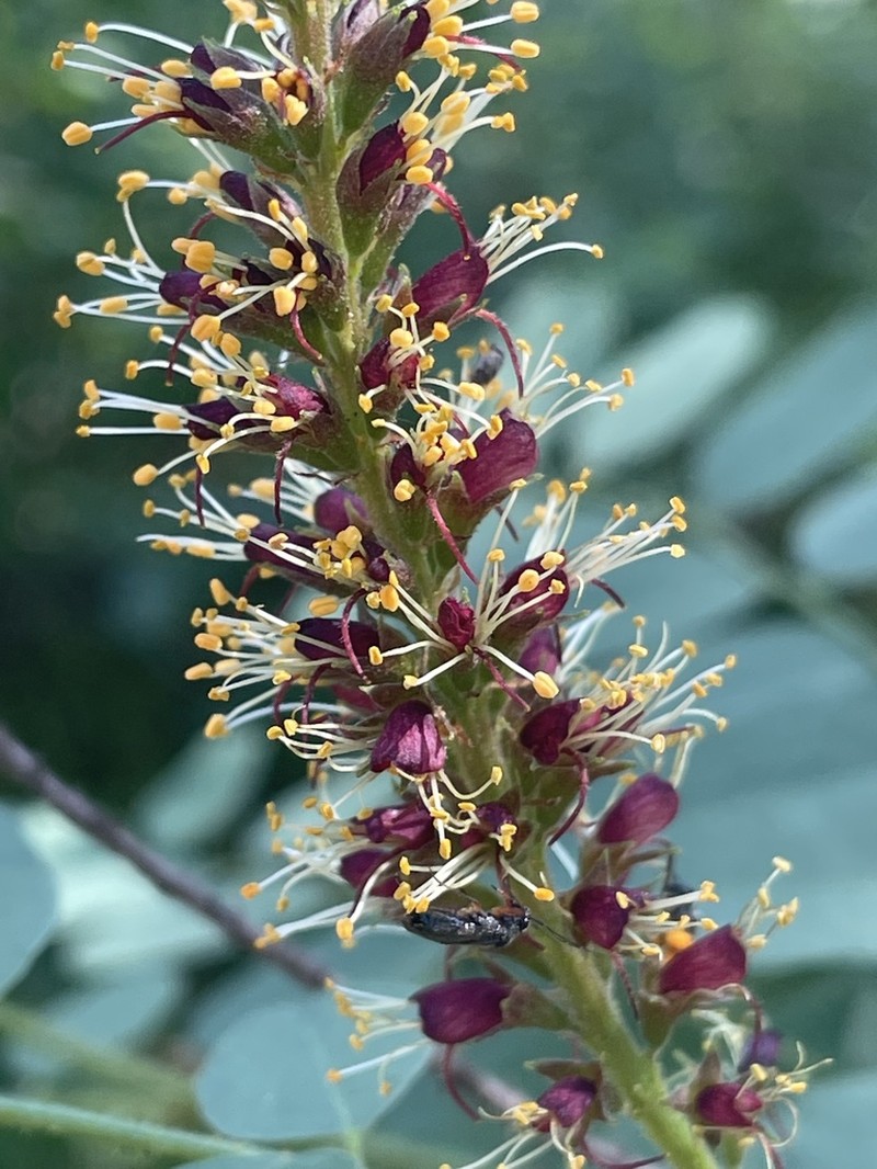 California False Indigo photo 7