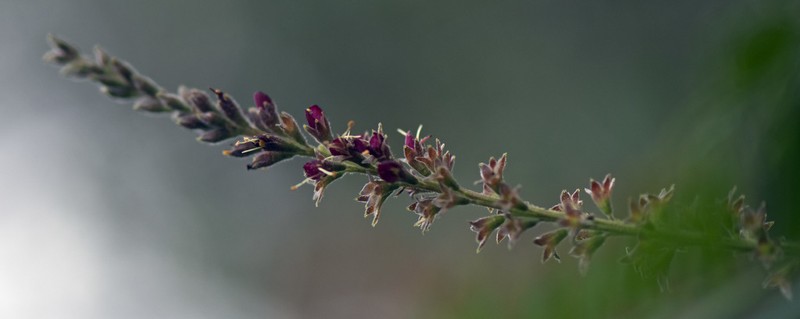 California False Indigo photo 8