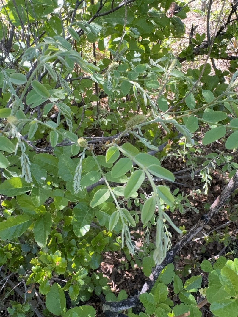 Amorpha californica var. californica