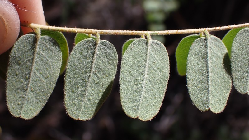 Amorpha californica var. californica photo 2