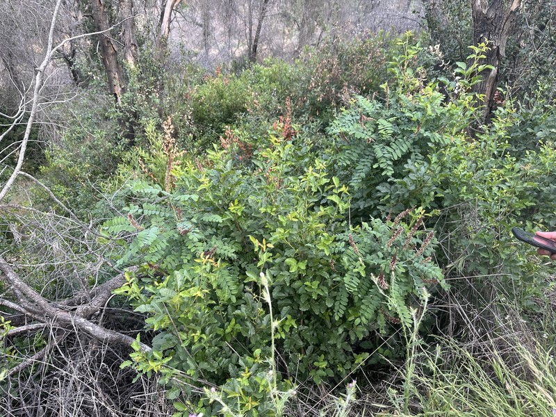 Amorpha californica var. californica photo 3