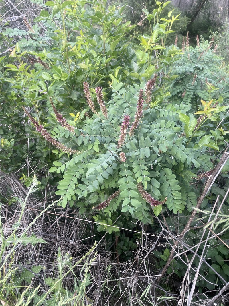 Amorpha californica var. californica photo 4