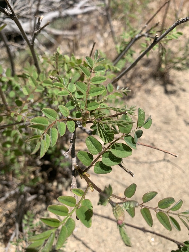 Amorpha californica var. californica photo 5