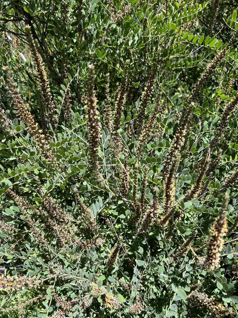 Amorpha californica var. californica photo 7