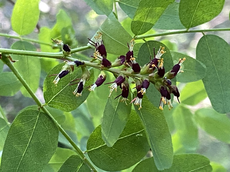Amorpha californica var. napensis