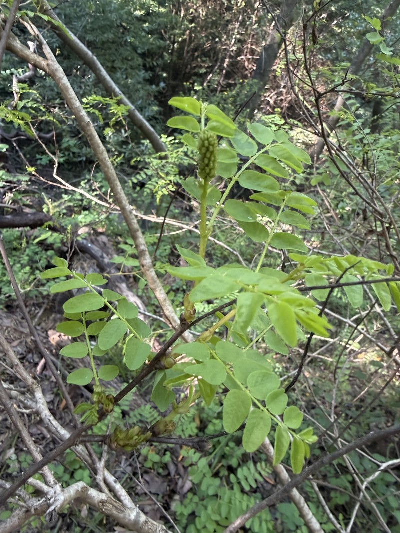 Amorpha californica var. napensis photo 2