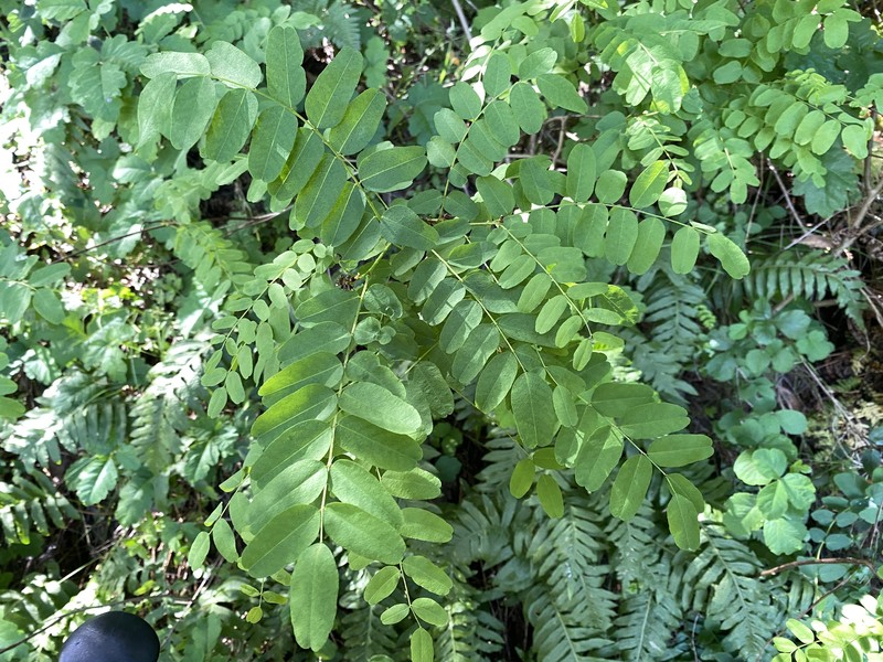 Amorpha californica var. napensis photo 3