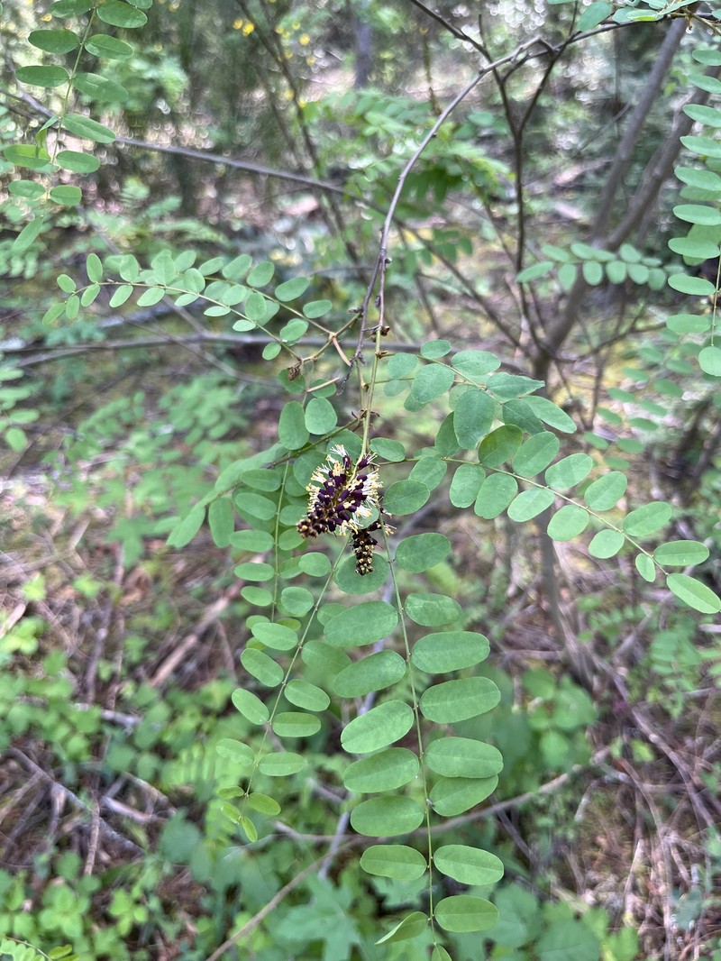 Amorpha californica var. napensis photo 4