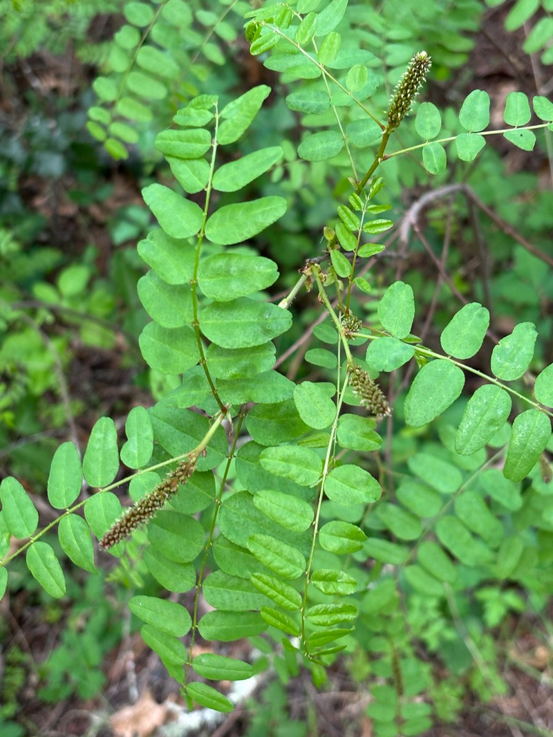 Amorpha californica var. napensis photo 5