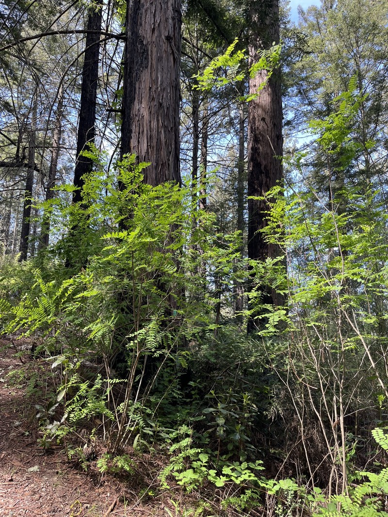 Amorpha californica var. napensis photo 6