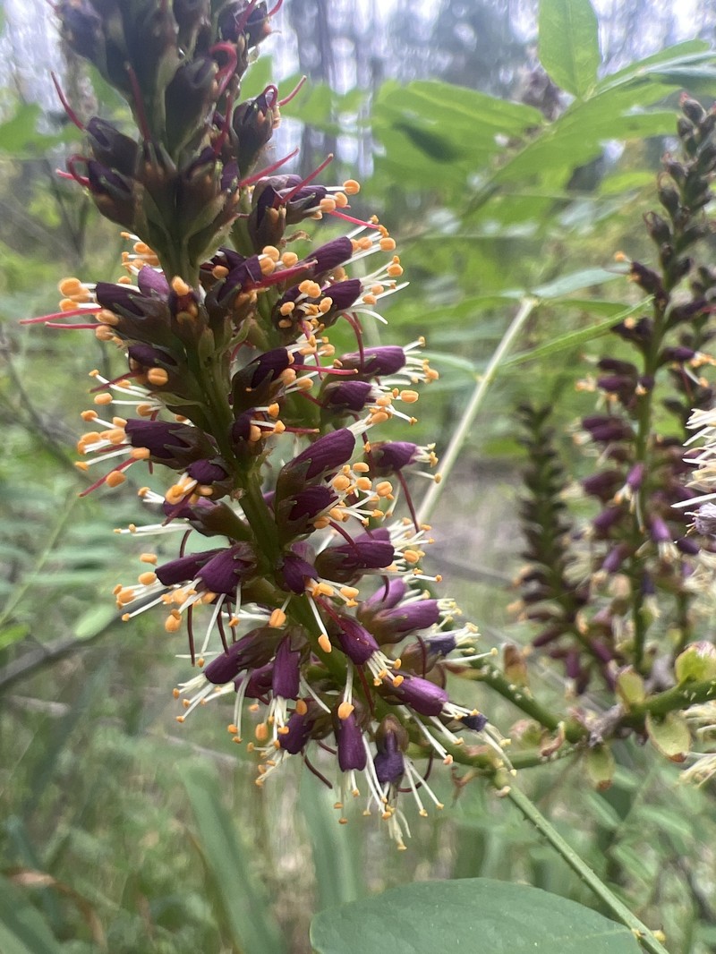 Amorpha californica var. napensis photo 7