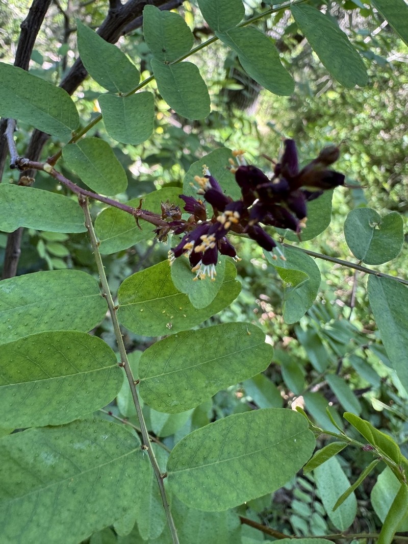 Amorpha californica var. napensis photo 8