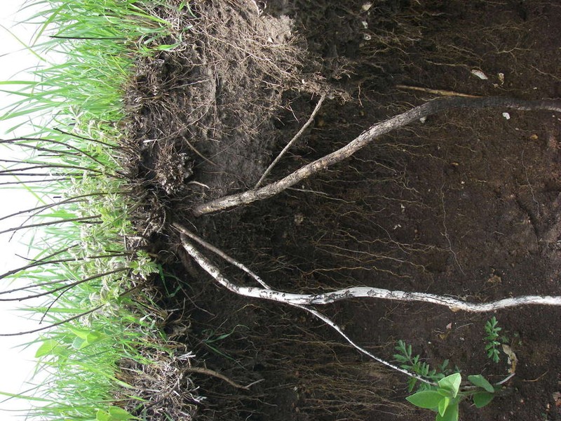 Leadplant