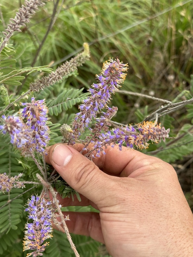 Leadplant photo 2