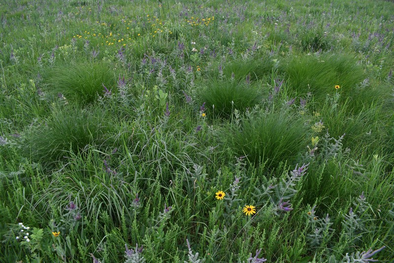 Leadplant photo 3