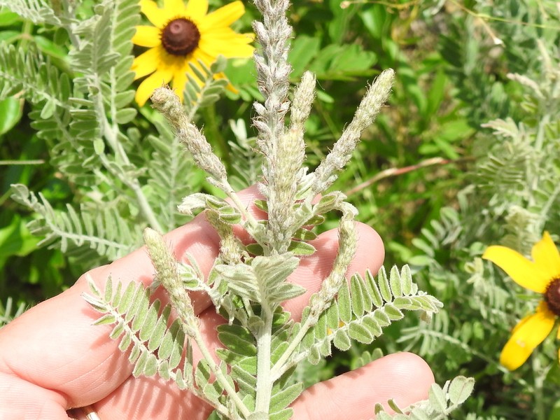 Leadplant photo 4
