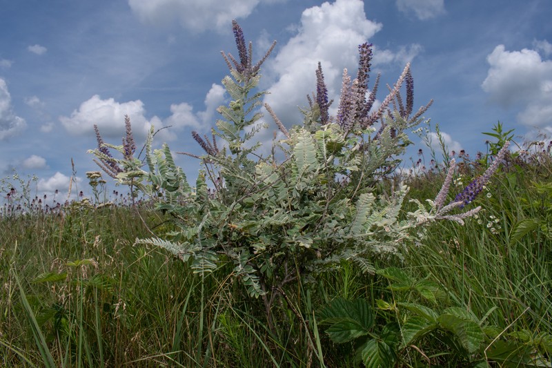 Leadplant photo 5