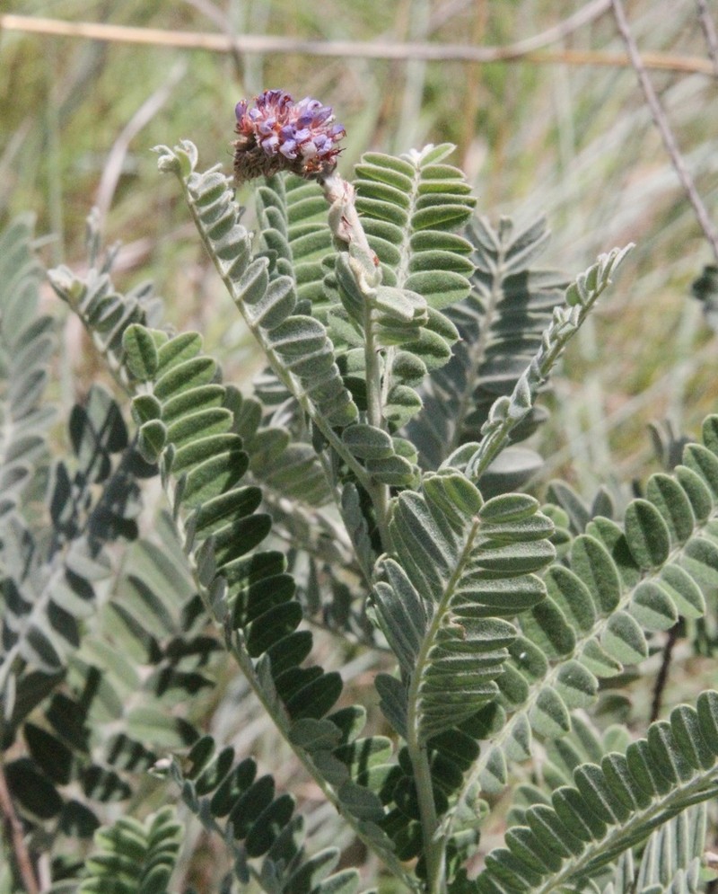 Leadplant photo 6