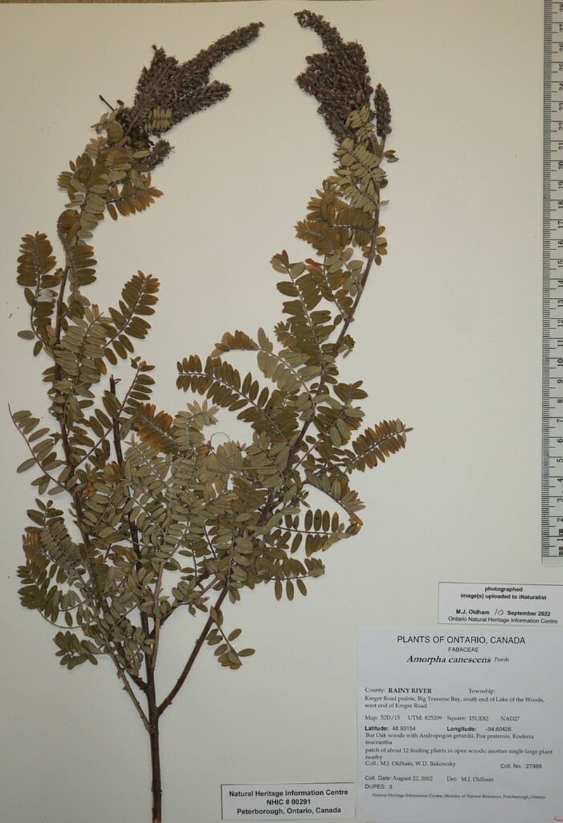 Leadplant photo 7