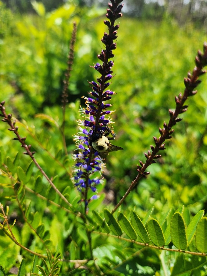 Amorpha confusa