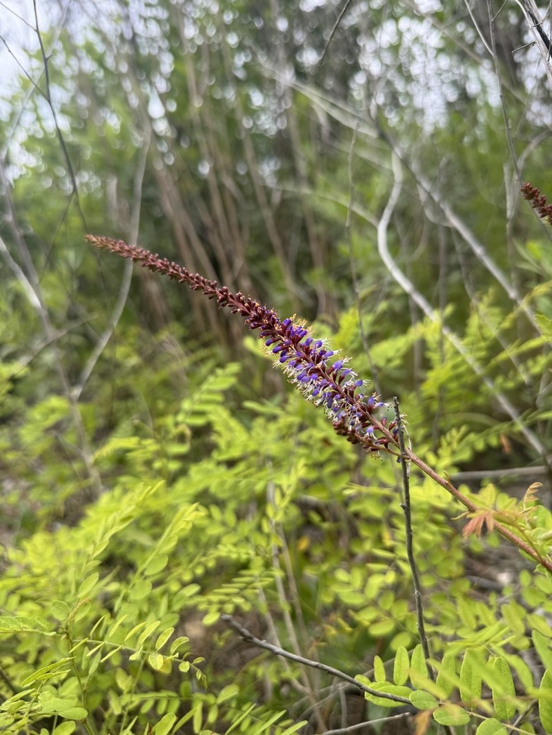 Amorpha confusa photo 2