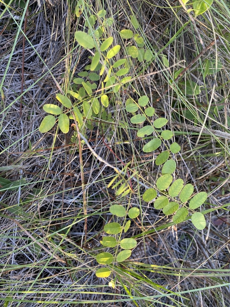 Amorpha confusa photo 3