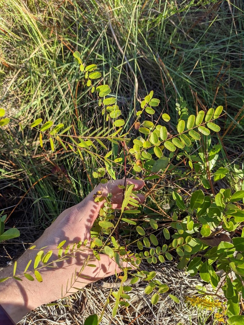 Amorpha confusa photo 4