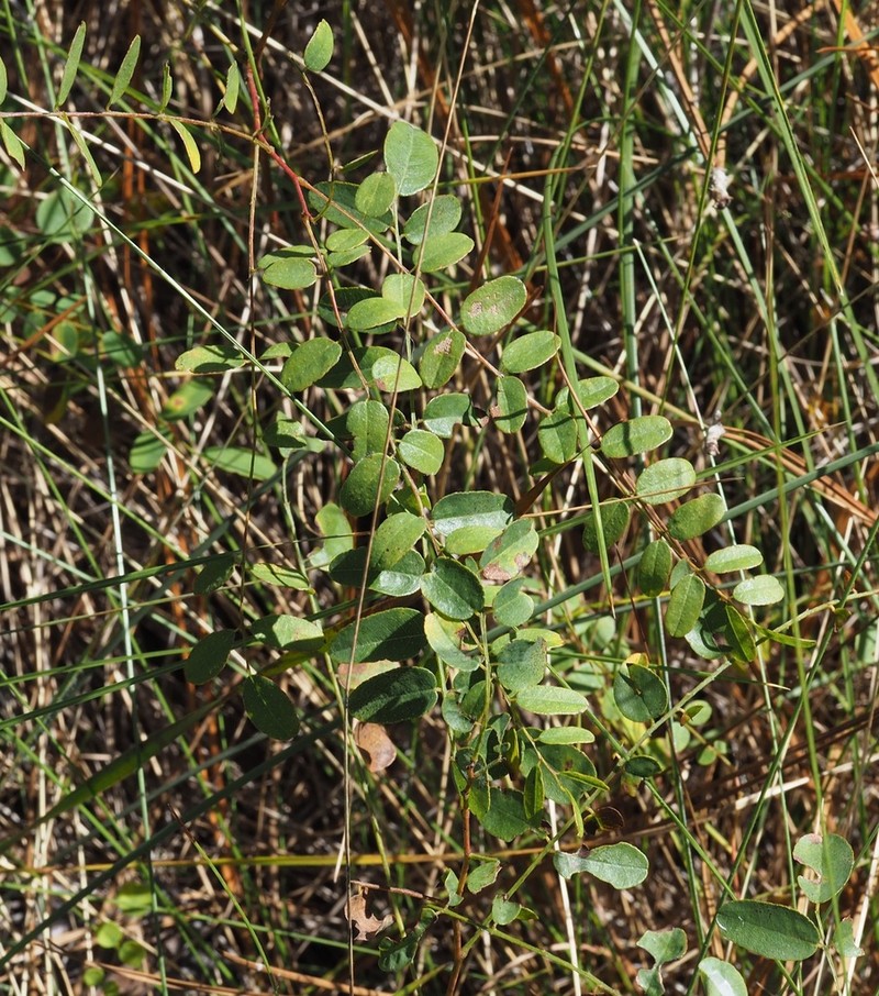Amorpha confusa photo 5