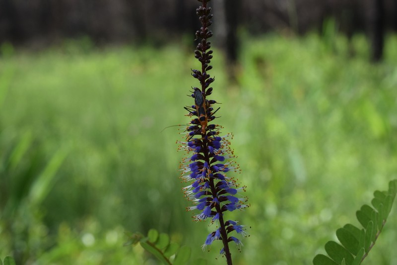 Amorpha confusa photo 6