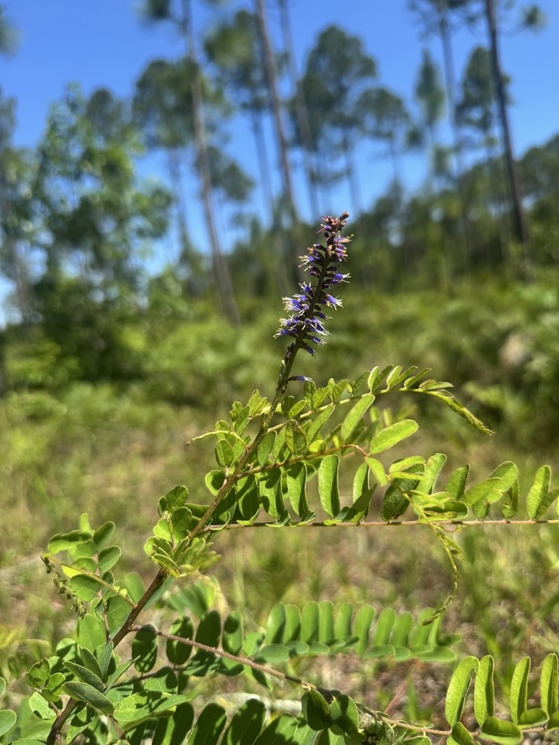 Amorpha confusa photo 7