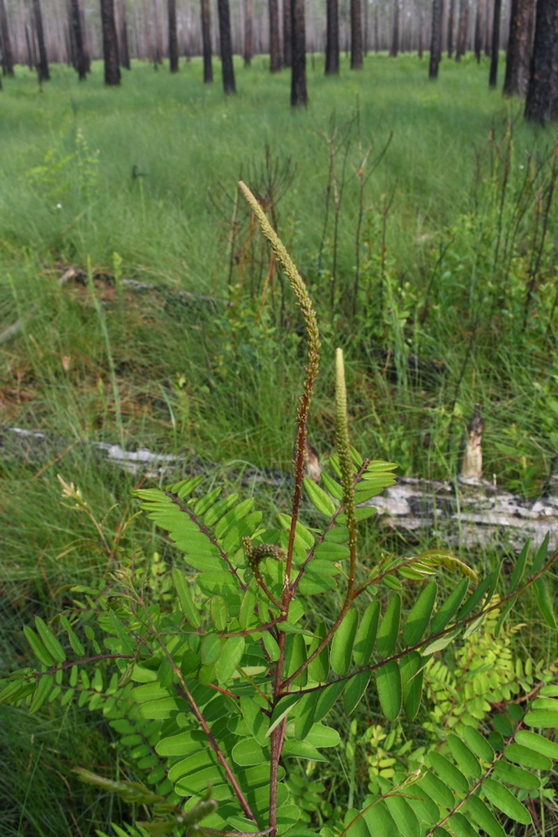 Amorpha confusa photo 8