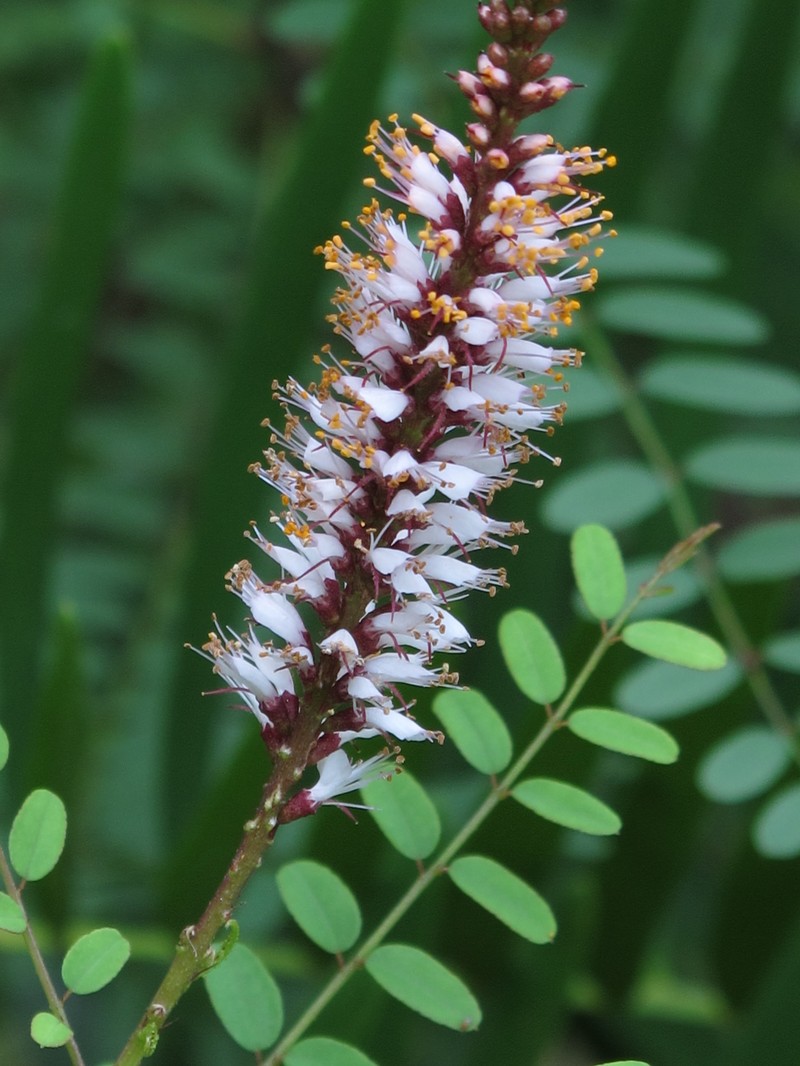Amorpha crenulata