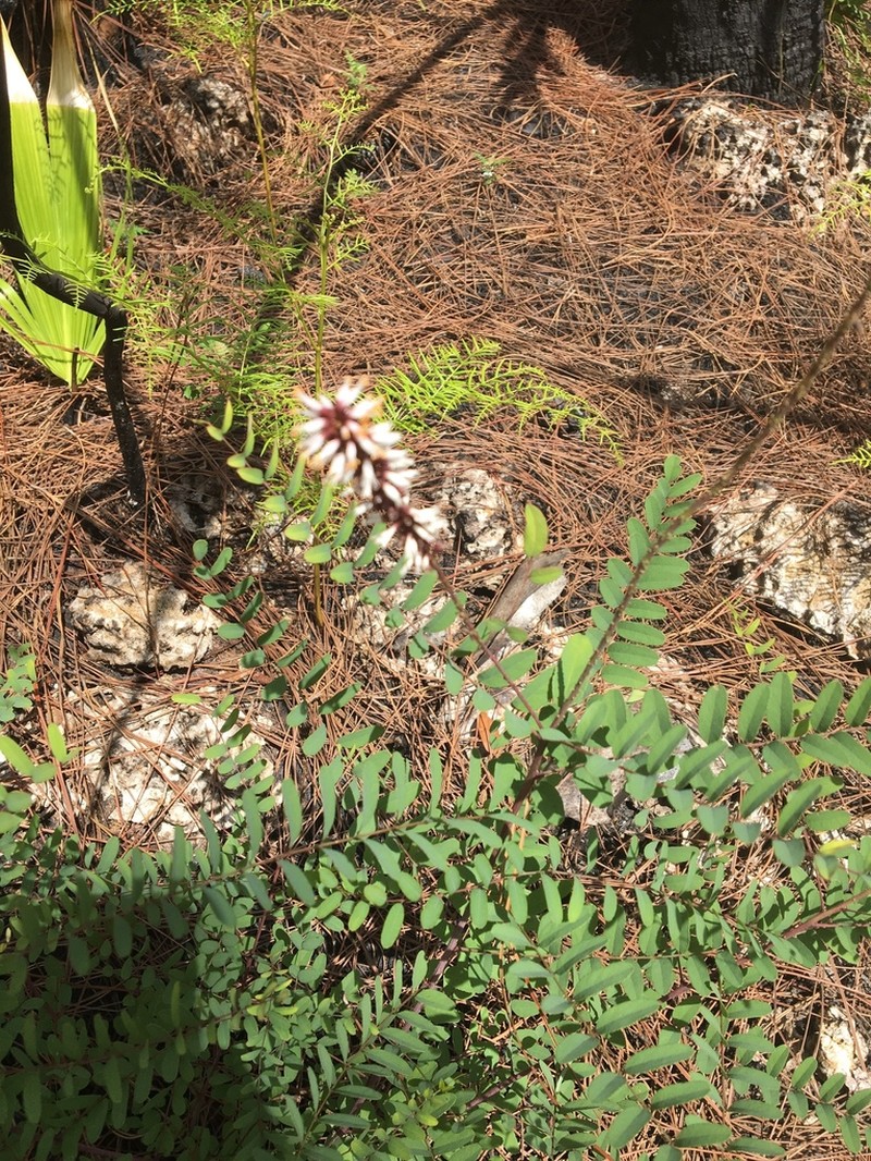 Amorpha crenulata photo 2