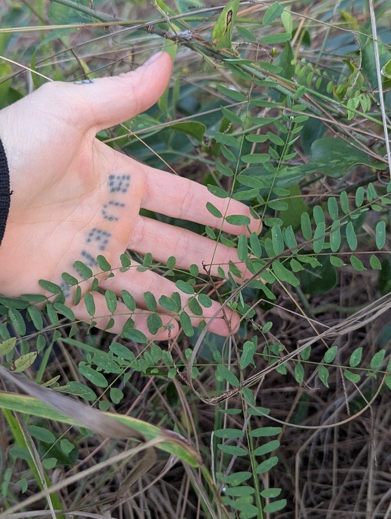 Amorpha crenulata photo 3