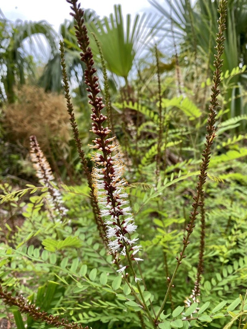 Amorpha crenulata photo 6