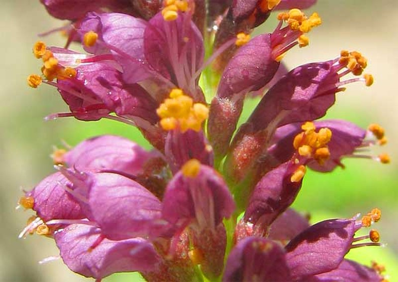 False Indigo Bush photo 3