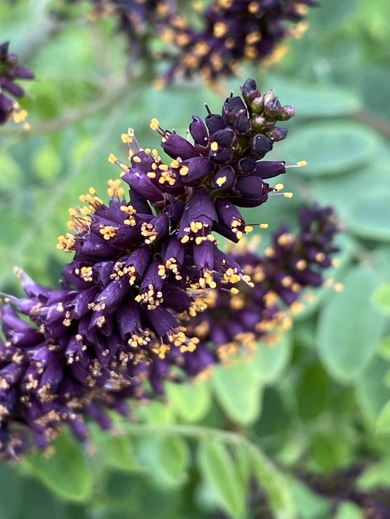 False Indigo Bush photo 4