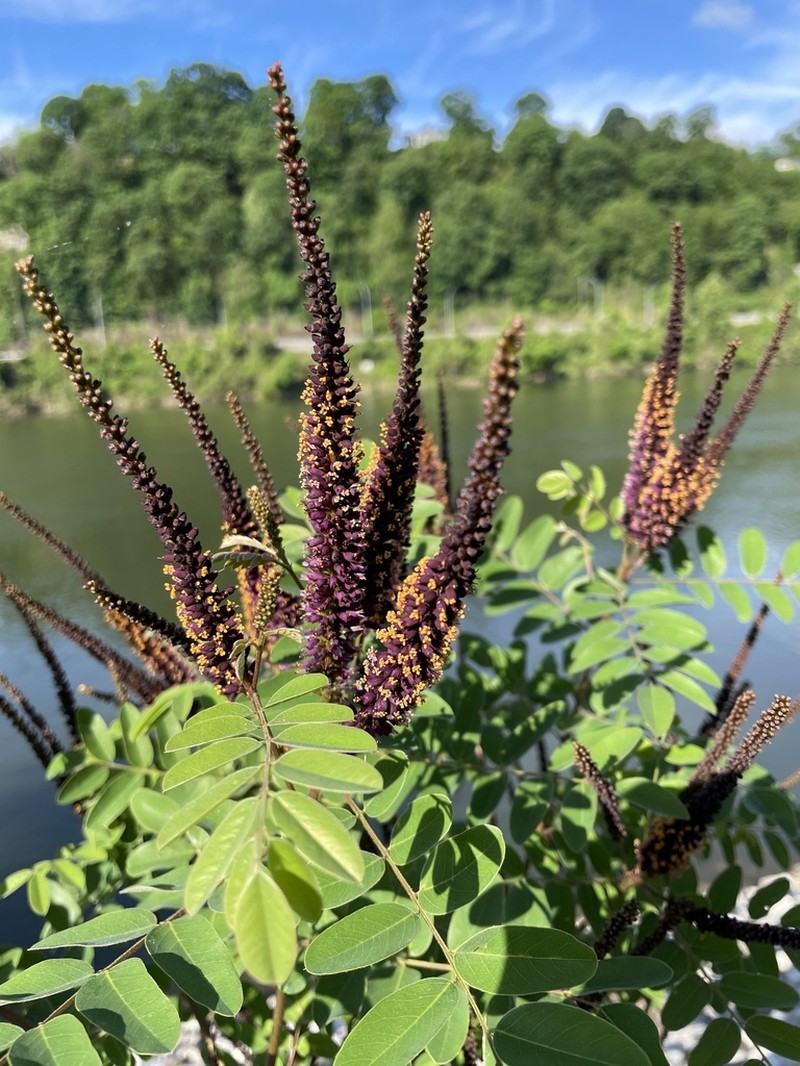 False Indigo Bush photo 5