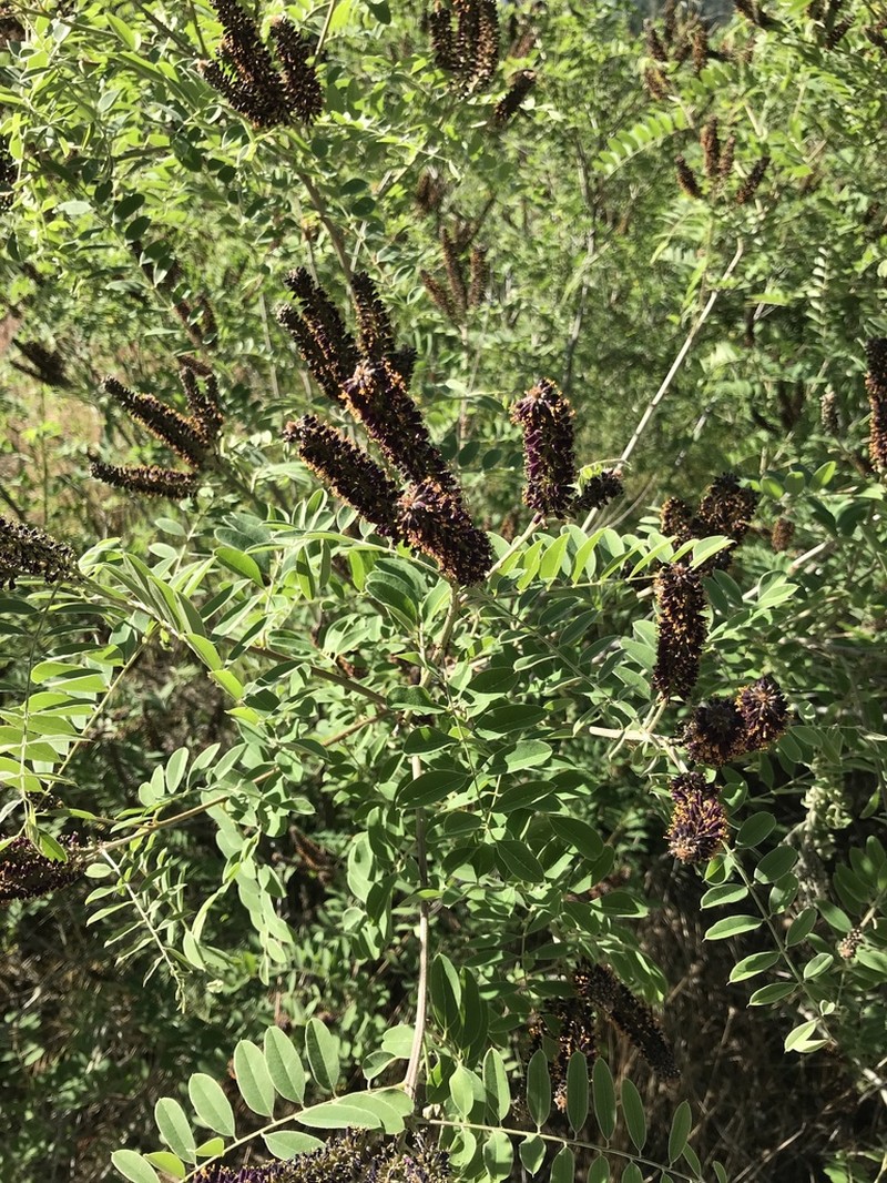 False Indigo Bush photo 6
