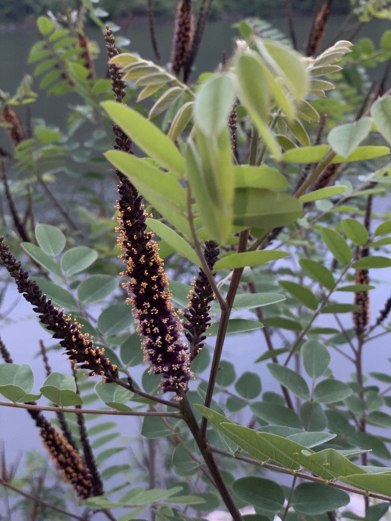 False Indigo Bush photo 7