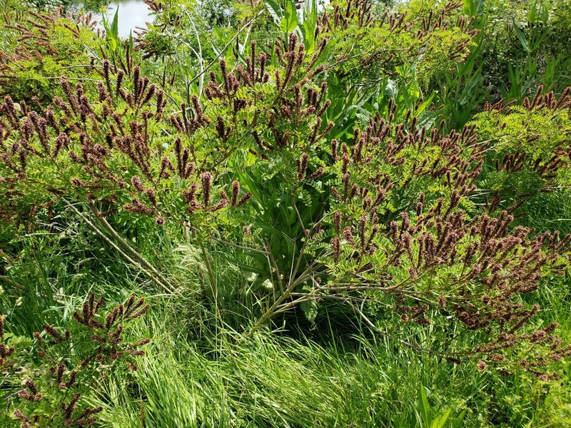 False Indigo Bush photo 8